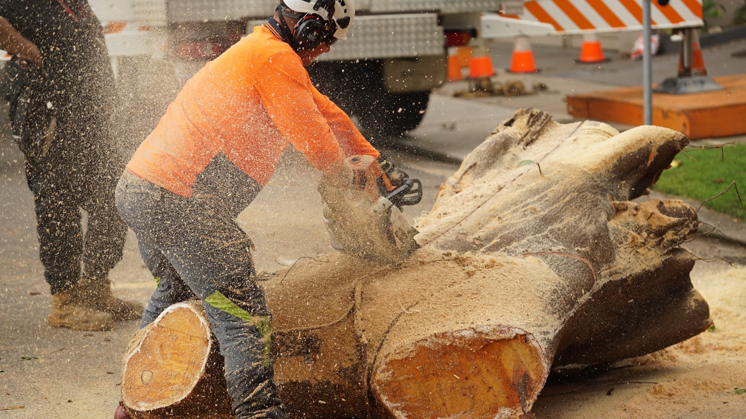S&B Tree Services providing stump grinding service.
