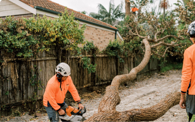 S%B Tree Services is cutting the fallen tree on the road.